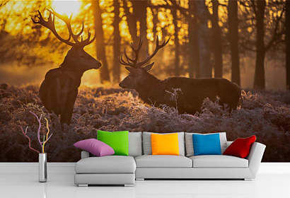 Fototapeta Červené jelene pri východe slnka, Red Deer in Morning Sun